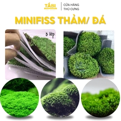 Rêu Minifiss, Mini Taiwan, Trân Châu Lá Nước Trãi Nền Trang Trí Hồ Cá Thủy Sinh