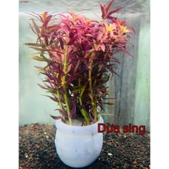 Cây Cắt Cắm Thuỷ Sinh Trang Trí Hồ Cá, Bể Cá Thuỷ Sinh [CẮT CẮM]