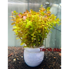 Cây Cắt Cắm Thuỷ Sinh Trang Trí Hồ Cá, Bể Cá Thuỷ Sinh [CẮT CẮM]