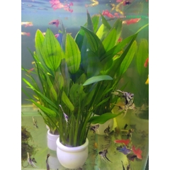 Lan Nước Cây Cắt Cắm Thủy Sinh Các Loại Gắn Napad, Gắn Giá Thể, Chậu, Vỉ Cho Hồ Cá, Bể Cá