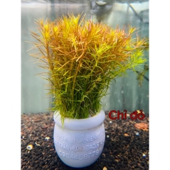 Cây Cắt Cắm Thuỷ Sinh Trang Trí Hồ Cá, Bể Cá Thuỷ Sinh [CẮT CẮM]