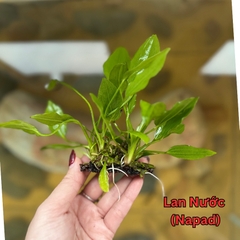 Tiểu Bảo Tháp, Trầu Thuỷ Sinh, Ráy Nana, Cây Cắt Cắm (Các Loại) Hồ Cá, Bể Cá Thuỷ Sinh