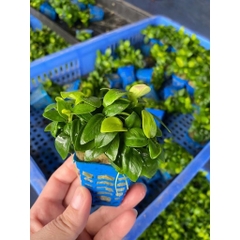 Cây Cắt Cắm Thuỷ Sinh Trang Trí Hồ Cá, Bể Cá Thuỷ Sinh [CẮT CẮM]