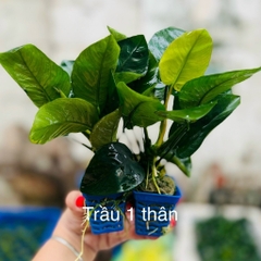 Cây Cắt Cắm Thuỷ Sinh Trang Trí Hồ Cá, Bể Cá Thuỷ Sinh [CẮT CẮM]
