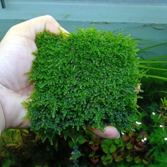 Cây Cắt Cắm Thuỷ Sinh Trang Trí Hồ Cá, Bể Cá Thuỷ Sinh [CẮT CẮM]