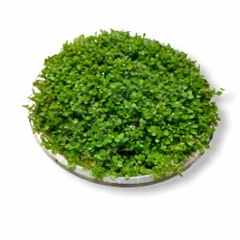 Rêu Minifiss, Mini Taiwan, Trân Châu Lá Nước Trãi Nền Trang Trí Hồ Cá Thủy Sinh
