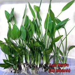 Lan Nước Cây Cắt Cắm Thủy Sinh Các Loại Gắn Napad, Gắn Giá Thể, Chậu, Vỉ Cho Hồ Cá, Bể Cá