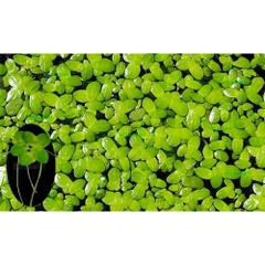 Bèo Tấm, Bèo Nhật, Bèo Rể Đỏ, Bèo Tai Chuột, Bèo Dâu Lọc Nước Hồ Cá, Bể Cá 7 Màu Tự Nhiên