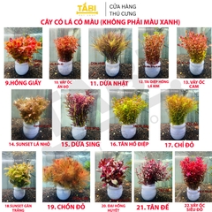 Cây Cắt Cắm Thuỷ Sinh Trang Trí Hồ Cá, Bể Cá Thuỷ Sinh [CẮT CẮM]