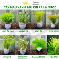 Cây Cắt Cắm Thuỷ Sinh Trang Trí Hồ Cá, Bể Cá Thuỷ Sinh [CẮT CẮM]