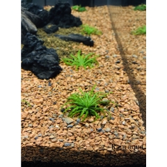 1KG Sạn Gốm Ceramic Soil - Giá Thể Trải Nền Hồ Cá Thủy Sinh [1KG SẠN GỐM CERAMIC]