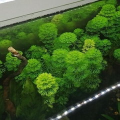 10 Nhánh Tiểu Bảo Tháp, Cây Cắt Cắm Tiểu Bảo Tháp Thuỷ Sinh Cho Hồ Cá, Bể Cá 7 Màu, Betta, Guppy [10 TBT]