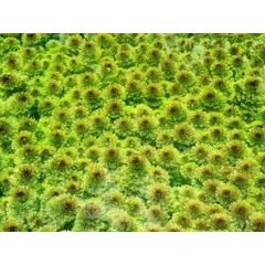 10 Nhánh Tiểu Bảo Tháp, Cây Cắt Cắm Tiểu Bảo Tháp Thuỷ Sinh Cho Hồ Cá, Bể Cá 7 Màu, Betta, Guppy [10 TBT]