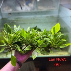 Lan Nước Cây Cắt Cắm Thủy Sinh Các Loại Gắn Napad, Gắn Giá Thể, Chậu, Vỉ Cho Hồ Cá, Bể Cá