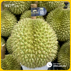 SẦU RIÊNG GAI ĐEN BLACK THORN