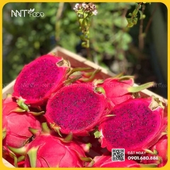 THANH LONG BÚP SEN RUỘT ĐỎ