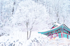 DU LỊCH HÀN QUỐC: SEOUL – NAMI – TRƯỢT TUYẾT MÙA ĐÔNG TẾT 2026 (VJ)