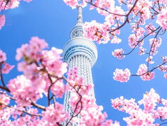 DU LỊCH NHẬT BẢN: NARITA – TOKYO – YAMANASHI 2025 (VN)