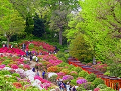 DU LỊCH NHẬT BẢN: NAGOYA – MATSUMOTO – YAMANASHI – NARITA TẾT 2026 (VJ)