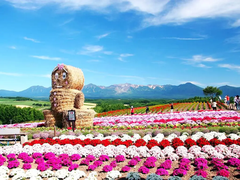 DU LỊCH NHẬT BẢN: HOKKAIDO – TOKYO (2025)