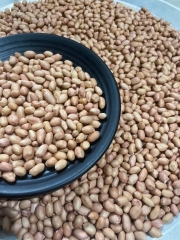 Lạc dé đảo Lý Sơn