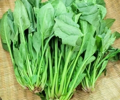 Cải bó xôi hữu cơ ĐL - TPT