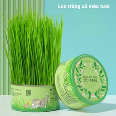 Lon trồng cỏ mèo tươi