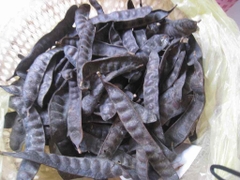 100g Bồ Kết thảo mộc xông phòng cao cấp thanh lọc không khí ẩm mốc an toàn cho người sử dụng