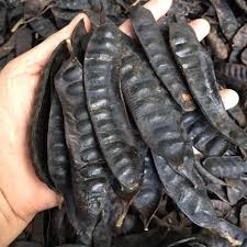 100g Bồ Kết thảo mộc xông phòng cao cấp thanh lọc không khí ẩm mốc an toàn cho người sử dụng