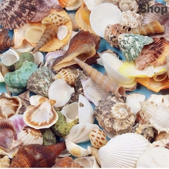 100g vỏ sò biển mix trang trí siêu đẹp