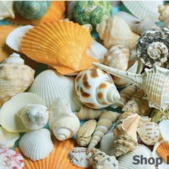 100g vỏ sò biển mix trang trí siêu đẹp