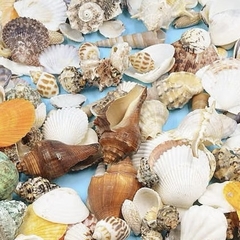 100g vỏ sò biển mix trang trí siêu đẹp