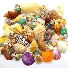 100g vỏ sò biển mix trang trí siêu đẹp