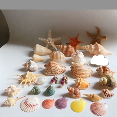 100g vỏ sò biển mix trang trí siêu đẹp