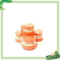 Mô hình hàm răng mô phỏng hàm răng của con người đồ dùng mầm non theo TT02