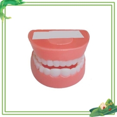 Mô hình hàm răng mô phỏng hàm răng của con người đồ dùng mầm non theo TT02