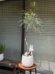 Queensland bottle tree - Cây thân chai úc
