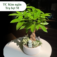 TC kim ngân trụ bẹt M