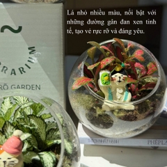 Terrarium bình tròn