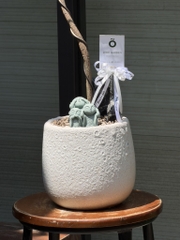 Queensland bottle tree - Cây thân chai úc