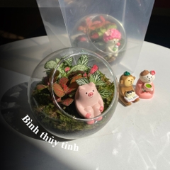 Terrarium bình tròn