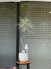 Queensland bottle tree - Cây thân chai úc