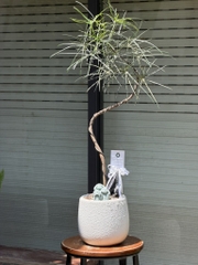 Queensland bottle tree - Cây thân chai úc