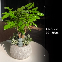 TC hạnh phúc hạt dẻ S