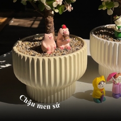 Dolla cổ thụ tăm nấm