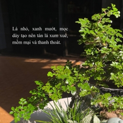 TC cần thăng mochi M