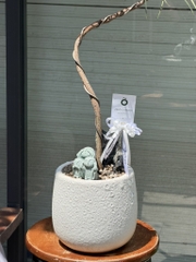 Queensland bottle tree - Cây thân chai úc