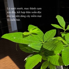 TC kim ngân trụ bẹt L