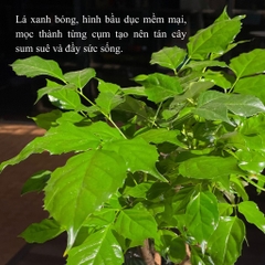 TC hạnh phúc hạt dẻ S