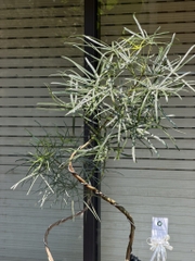 Queensland bottle tree - Cây thân chai úc